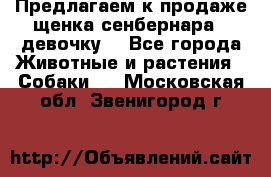 Предлагаем к продаже щенка сенбернара - девочку. - Все города Животные и растения » Собаки   . Московская обл.,Звенигород г.